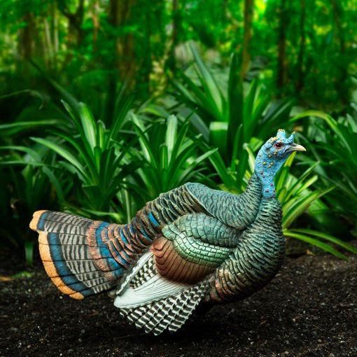 Ocellated Posturing Jake - Image 2