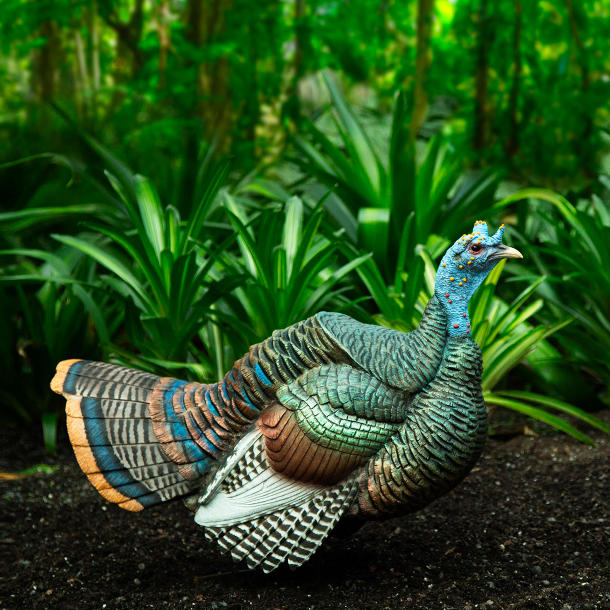 Ocellated Pair - Image 2