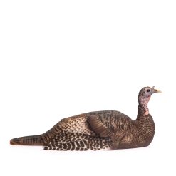 Mating Hen