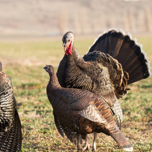 Posturing Hen - Image 4
