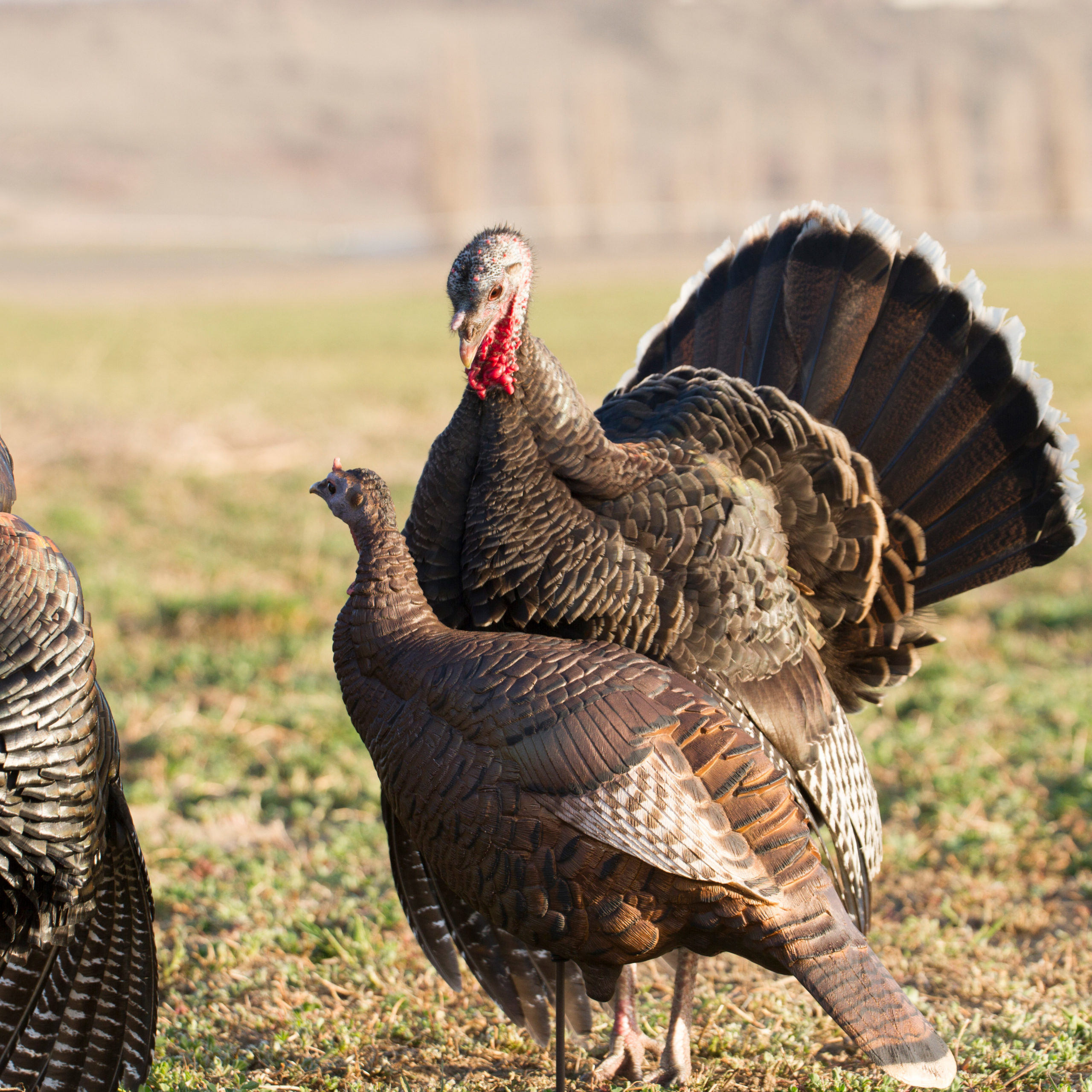Posturing Hen - Image 4