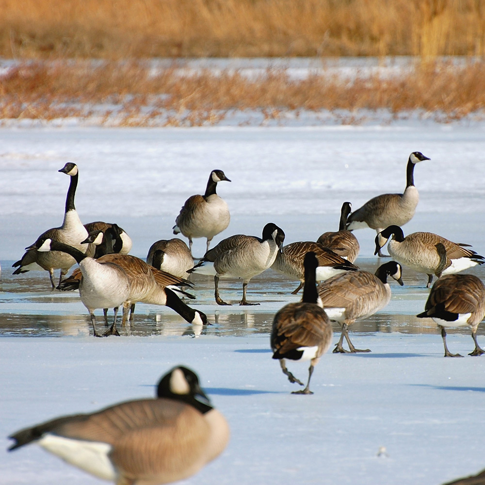 Giants | Rester 4-Pack - Image 3