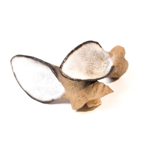 Posturing Buck Replacement Ears - Image 2
