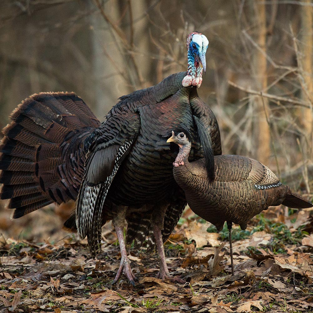 Leading Hen - Image 3