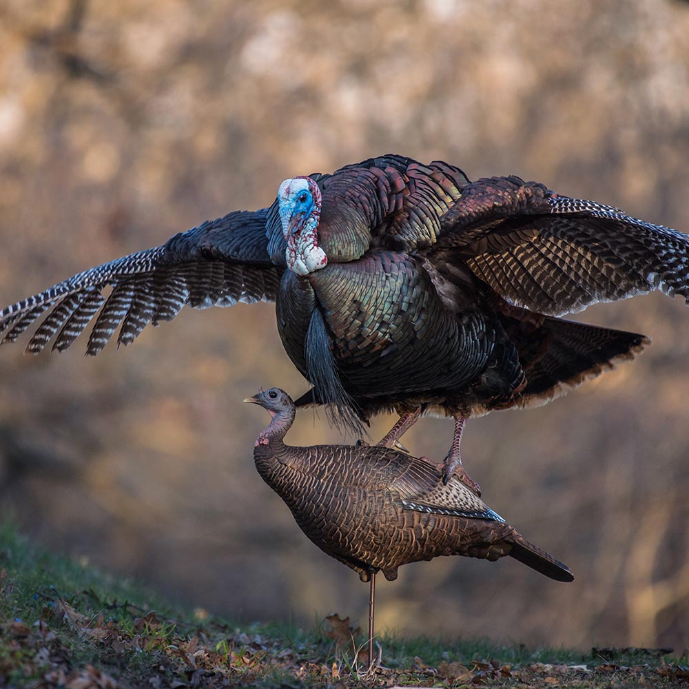 Leading Hen - Image 4