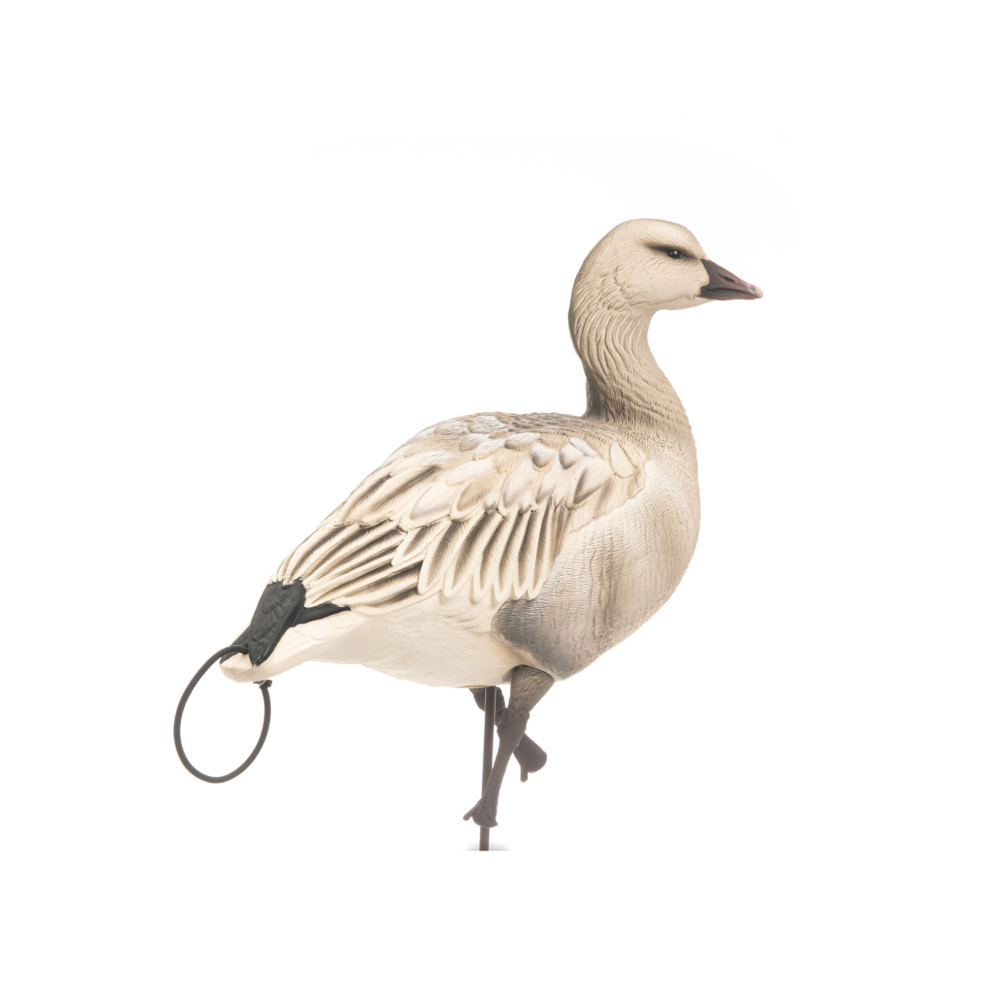Snow Goose Juvie | Combo 6-Pack - Image 3