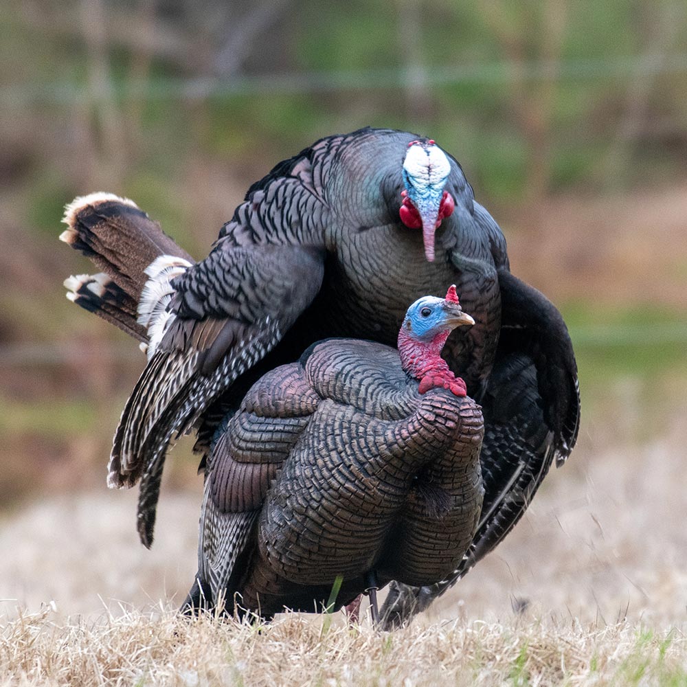 3/4 Strut Jake Decoy - Image 3