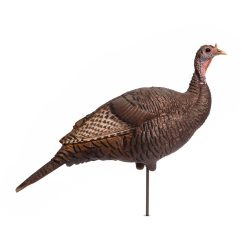 Upright Hen