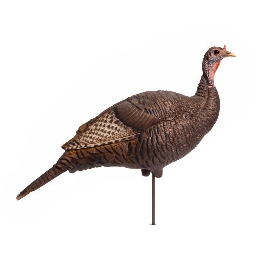 Upright Hen