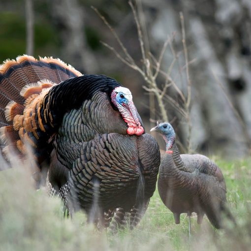 Upright Hen - Image 2