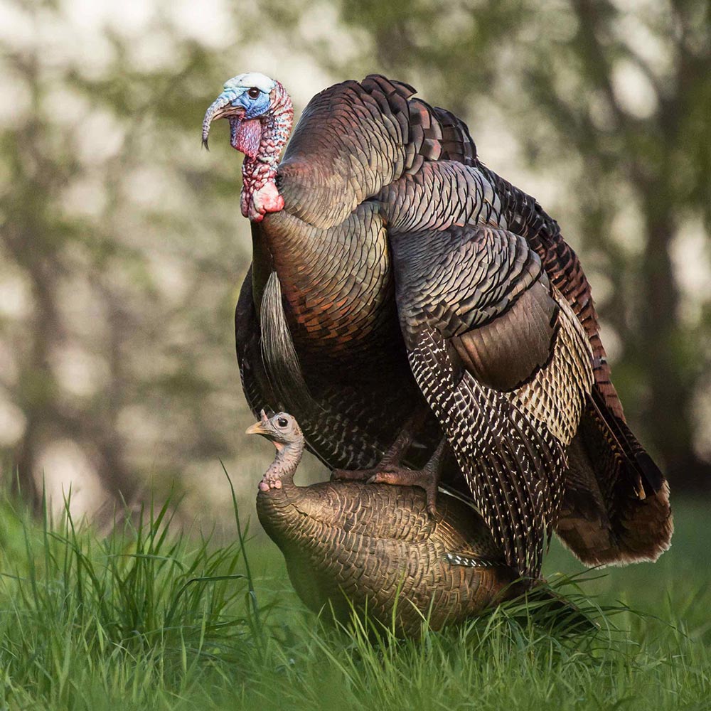 Leading Hen - Image 2