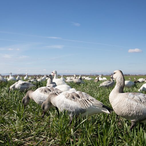 Snow Goose Juvie | Combo 6-Pack - Image 2