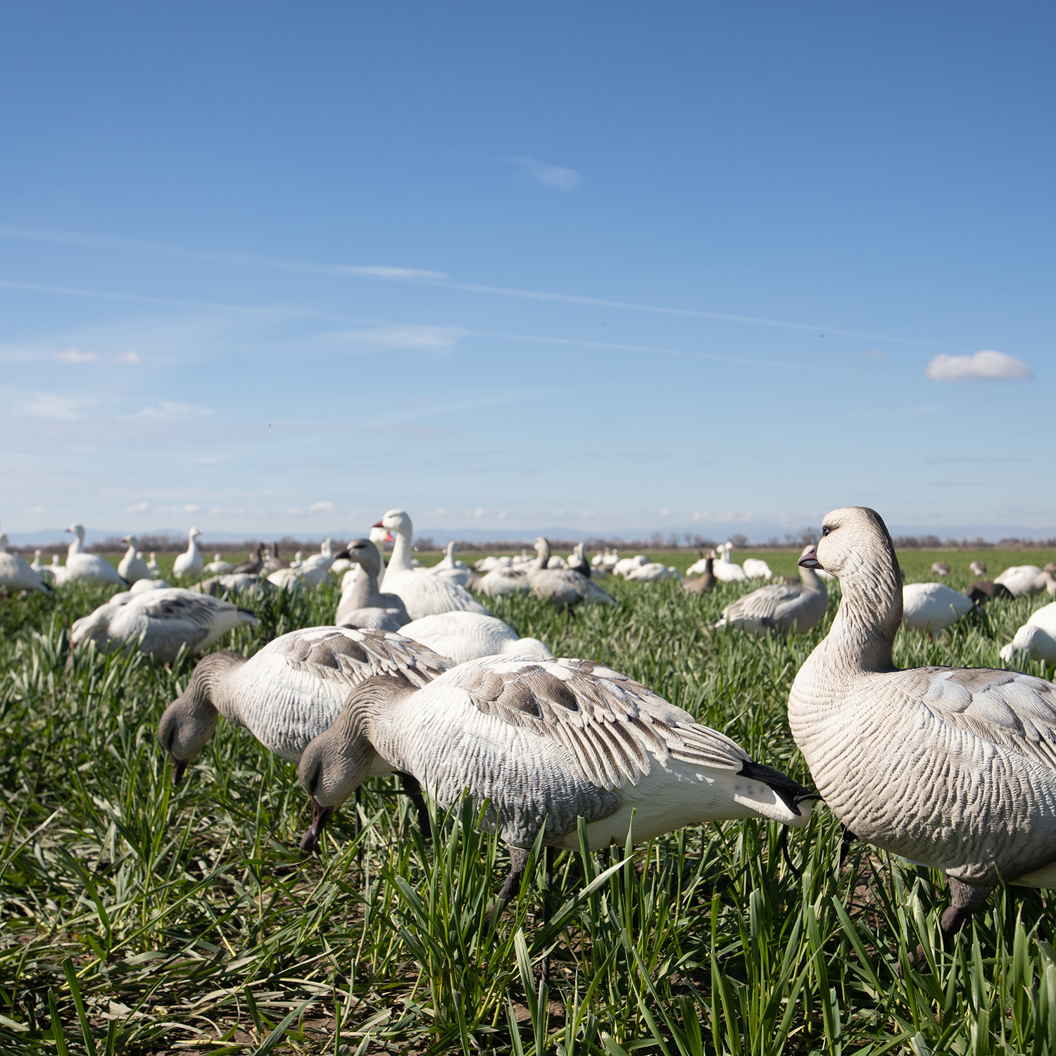 Snow Goose Juvie | Combo 6-Pack - Image 2