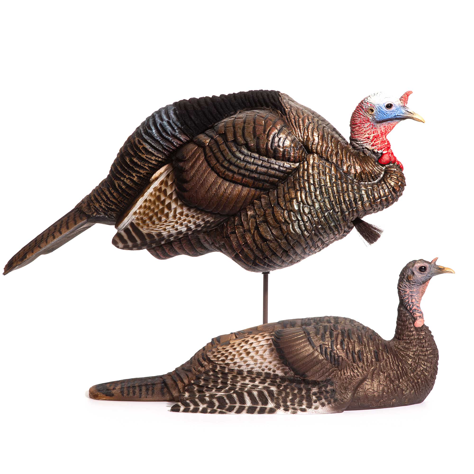 Breeding Pair