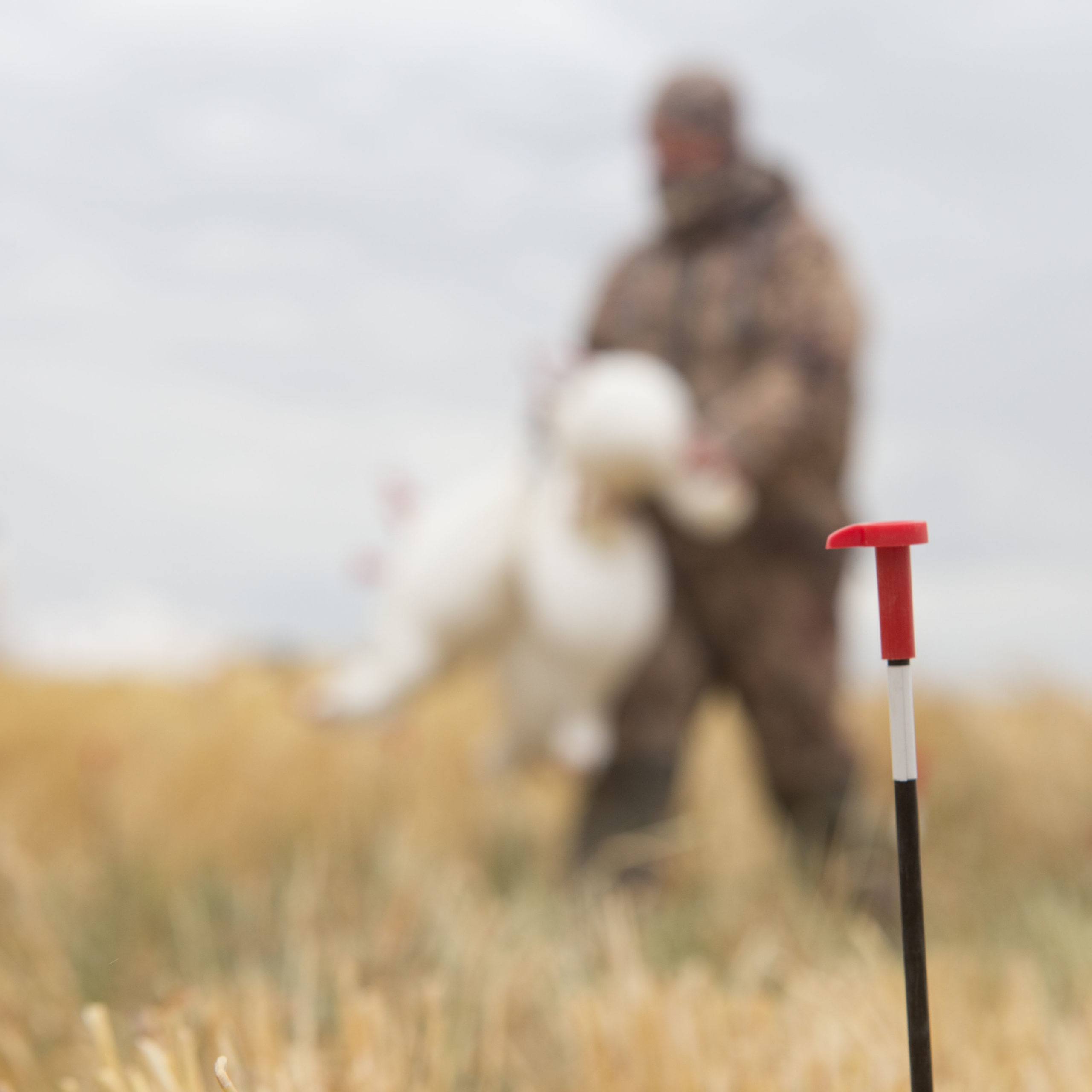 Snow Goose Juvie | Combo 6-Pack - Image 7