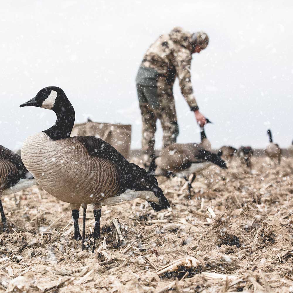 Honkers | Rester 4-Pack - Image 3