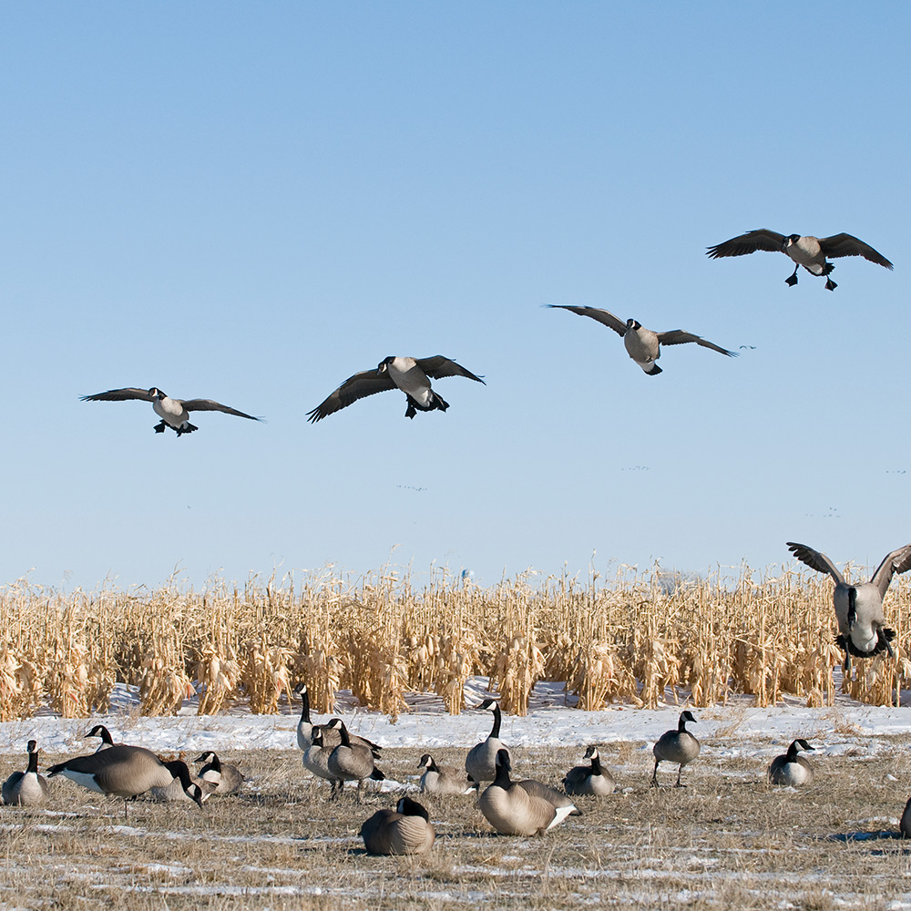 Giants | Rester 4-Pack - Image 2