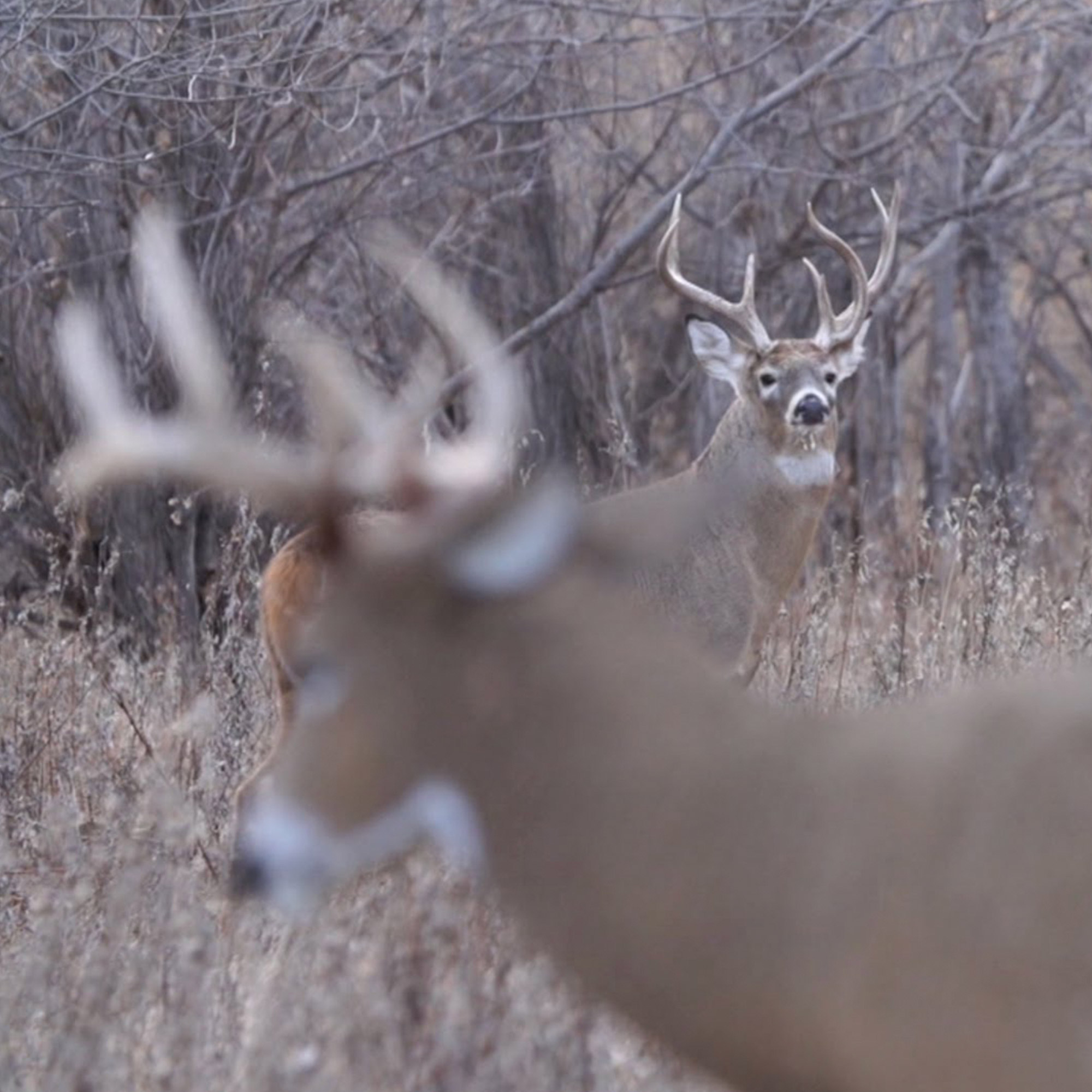 Posturing Buck - Image 3