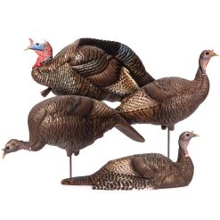 Turkey Flock