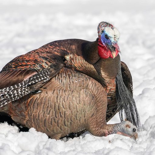 Feeding Hen - Image 2