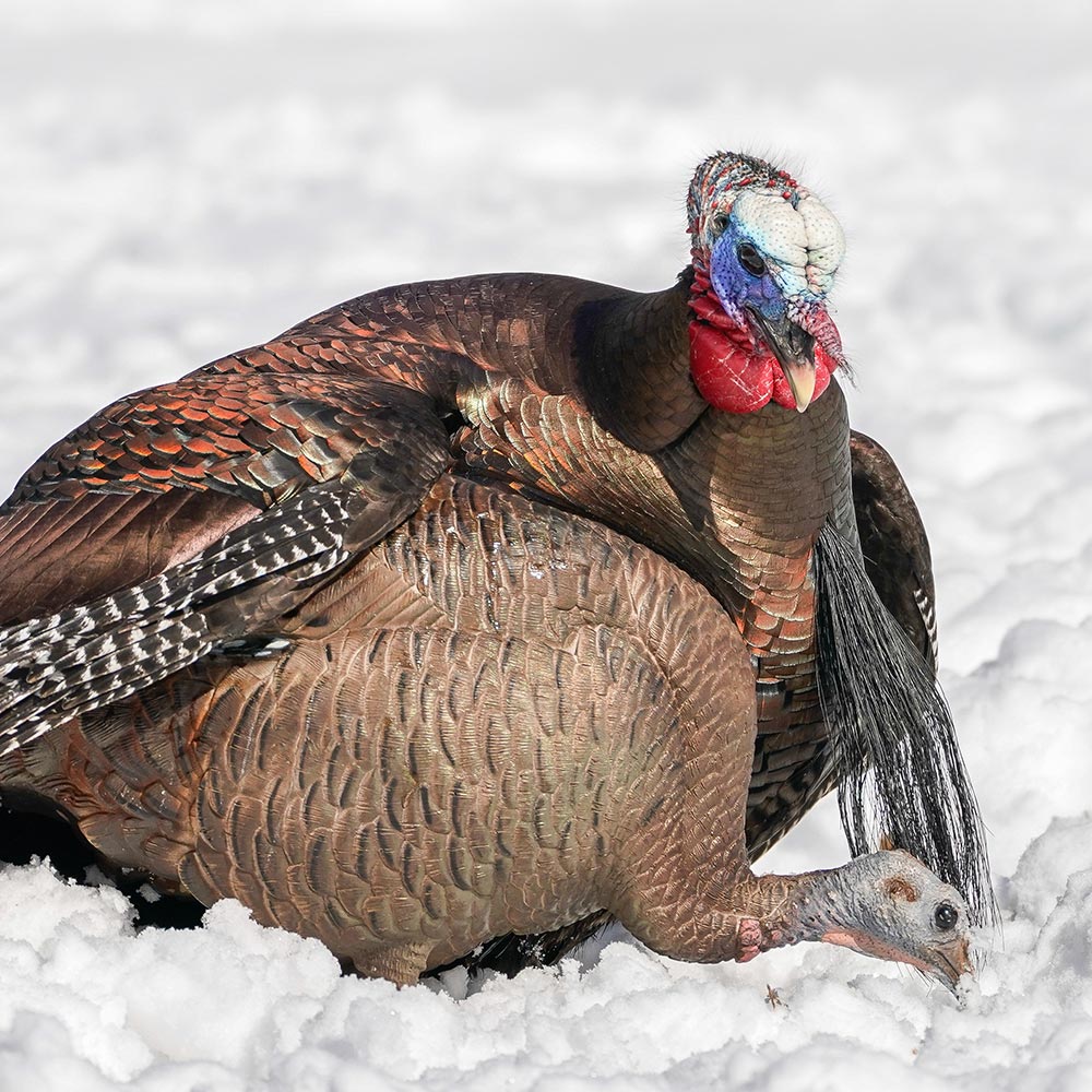 Feeding Hen - Image 2