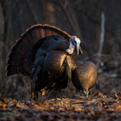 Feeding Hen - Image 4