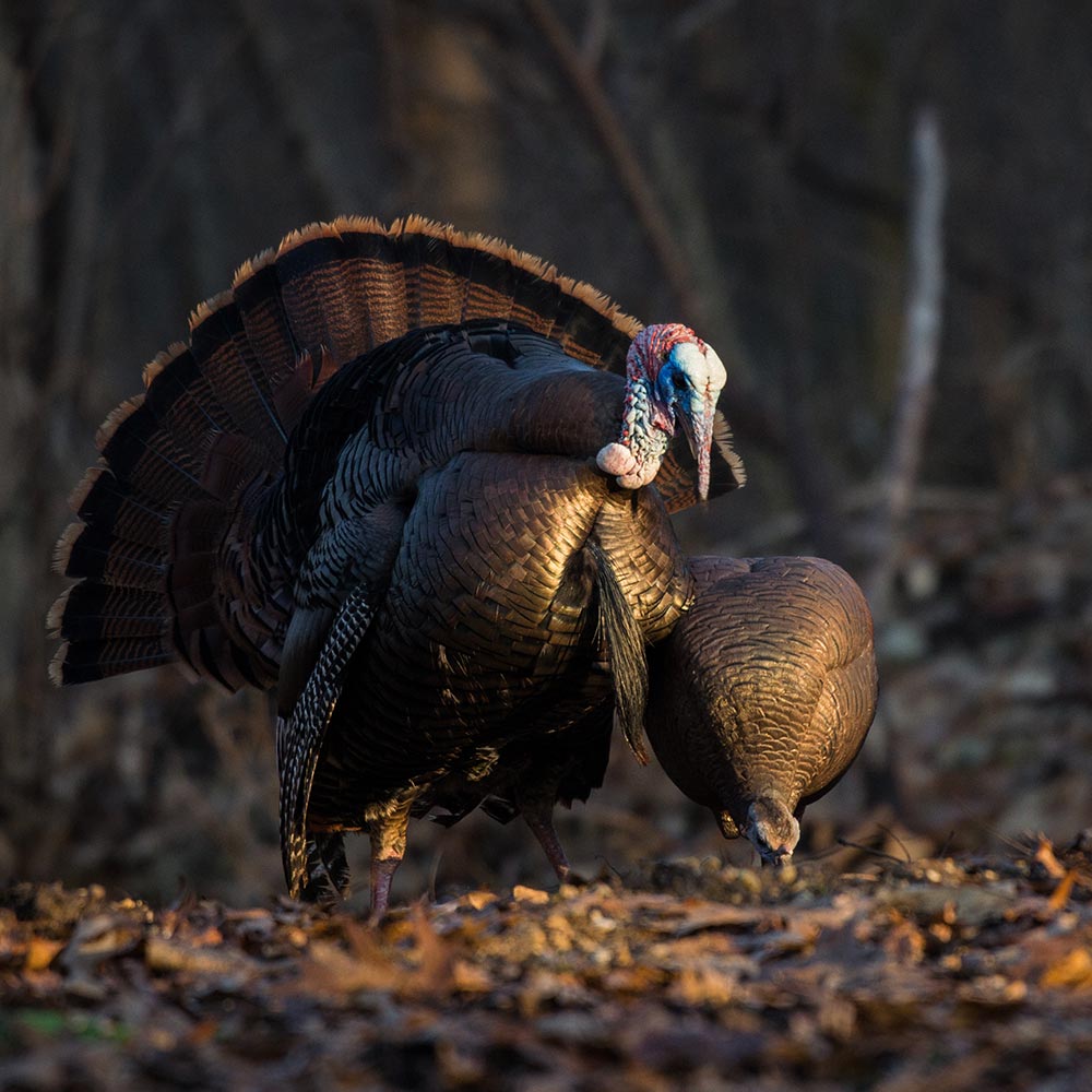 Feeding Hen - Image 4