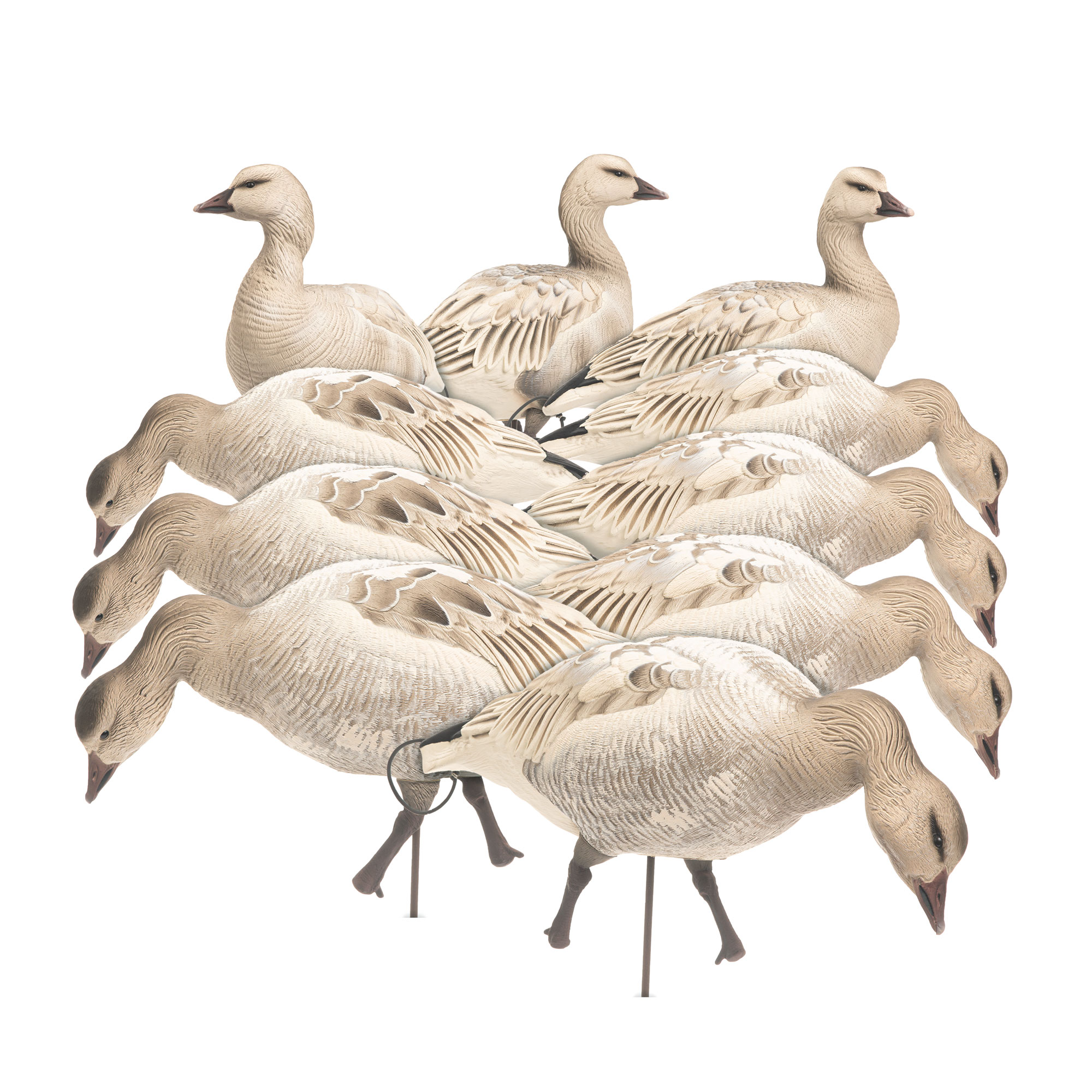 Snow Goose Juvie | Combo 10-Pack