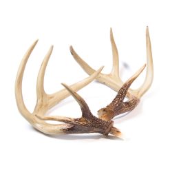 Posturing Buck Replacement Antlers