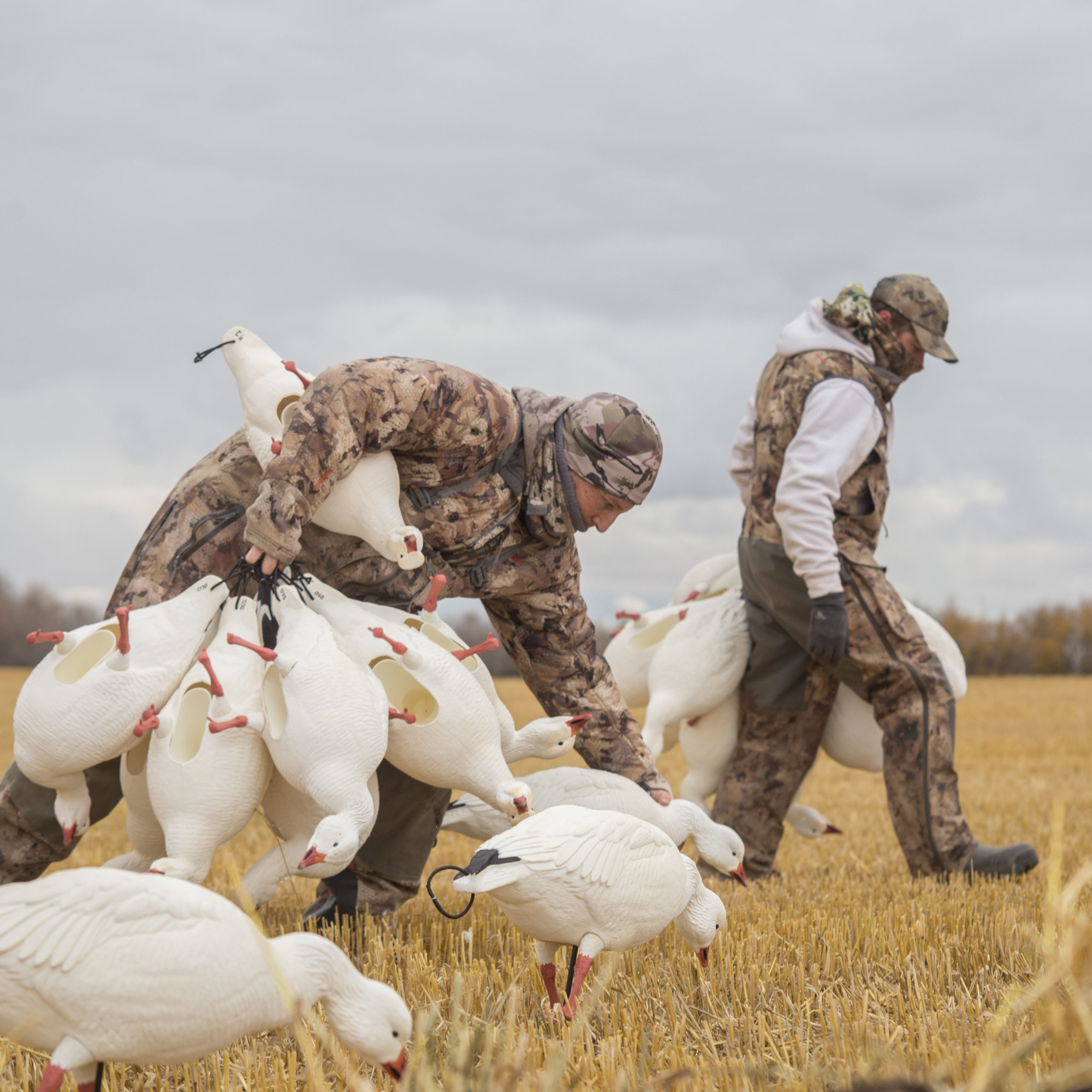 Snow Goose Juvie | Combo 6-Pack - Image 6