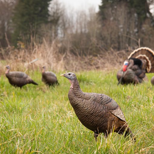 Posturing Hen - Image 3