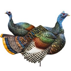 Ocellated Pair