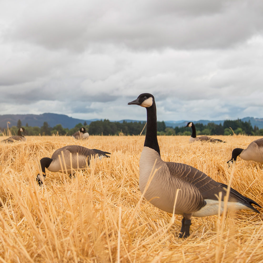 Giants | Rester 4-Pack - Image 4