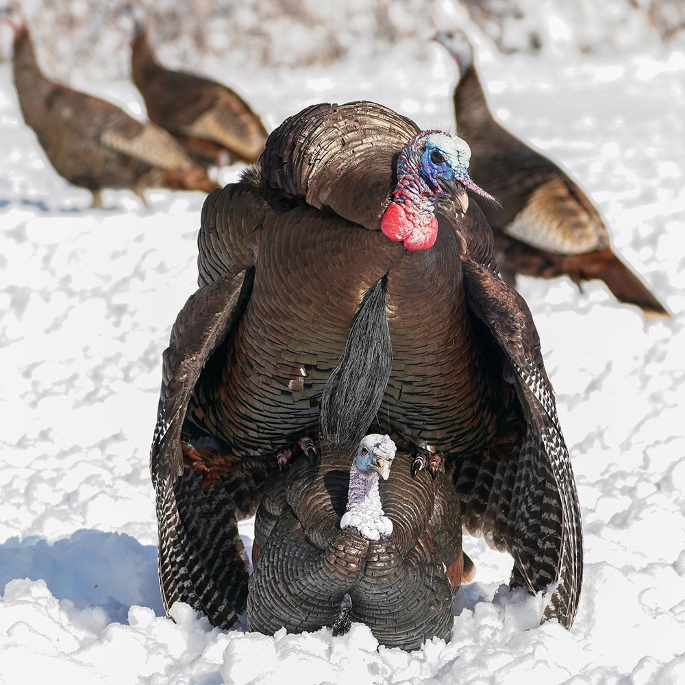 3/4 Strut Jake Decoy - Image 4