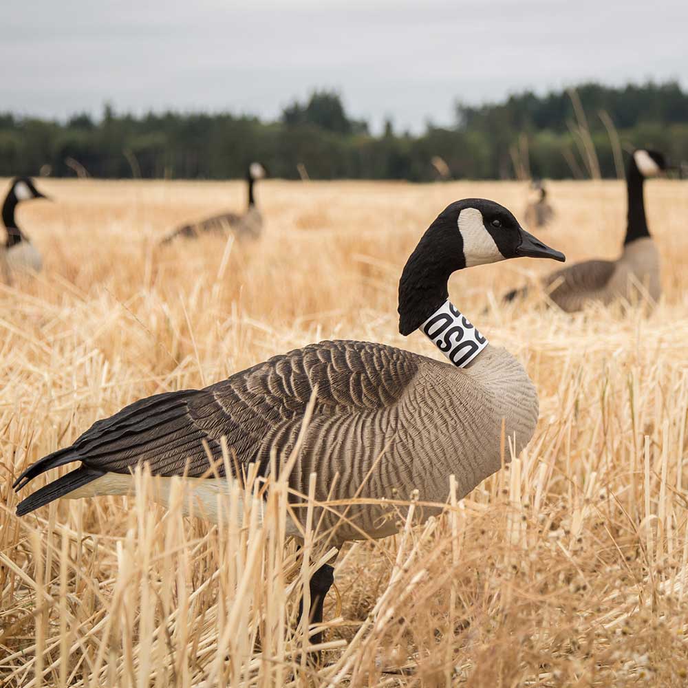 Honker | Neck-Collar Decoy - Image 3