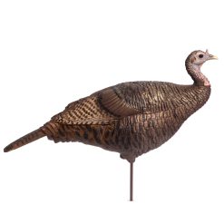 Leading Hen