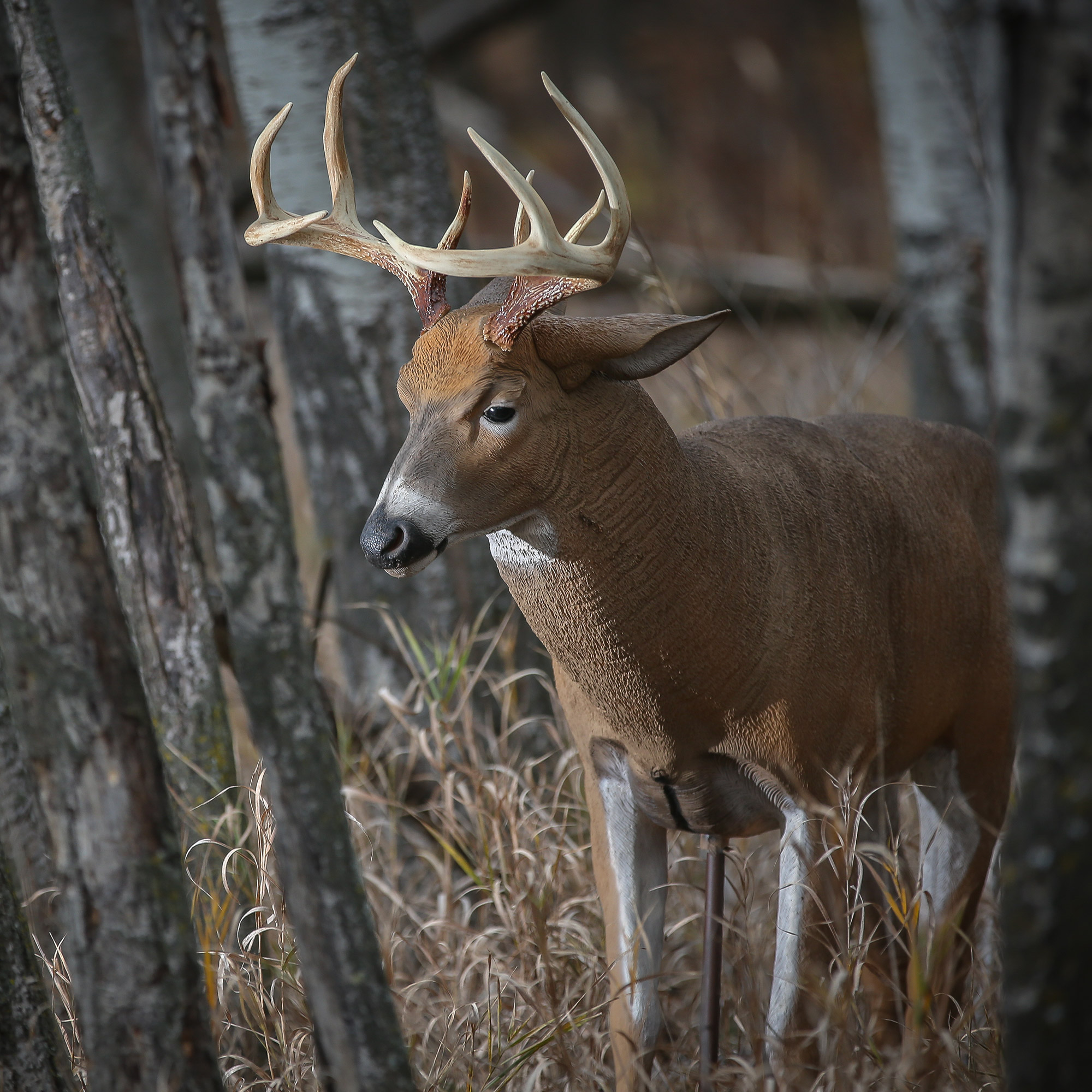 Posturing Buck - Image 2