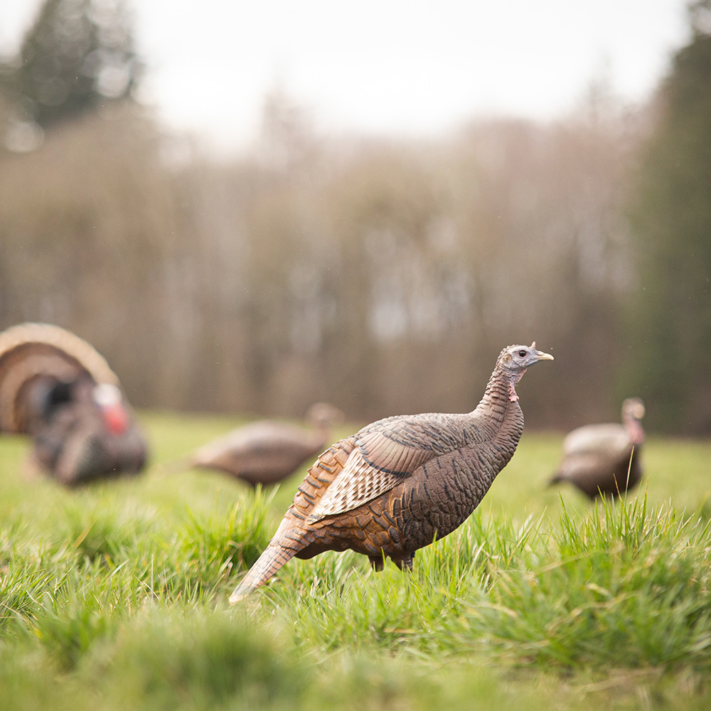 Posturing Hen - Image 2