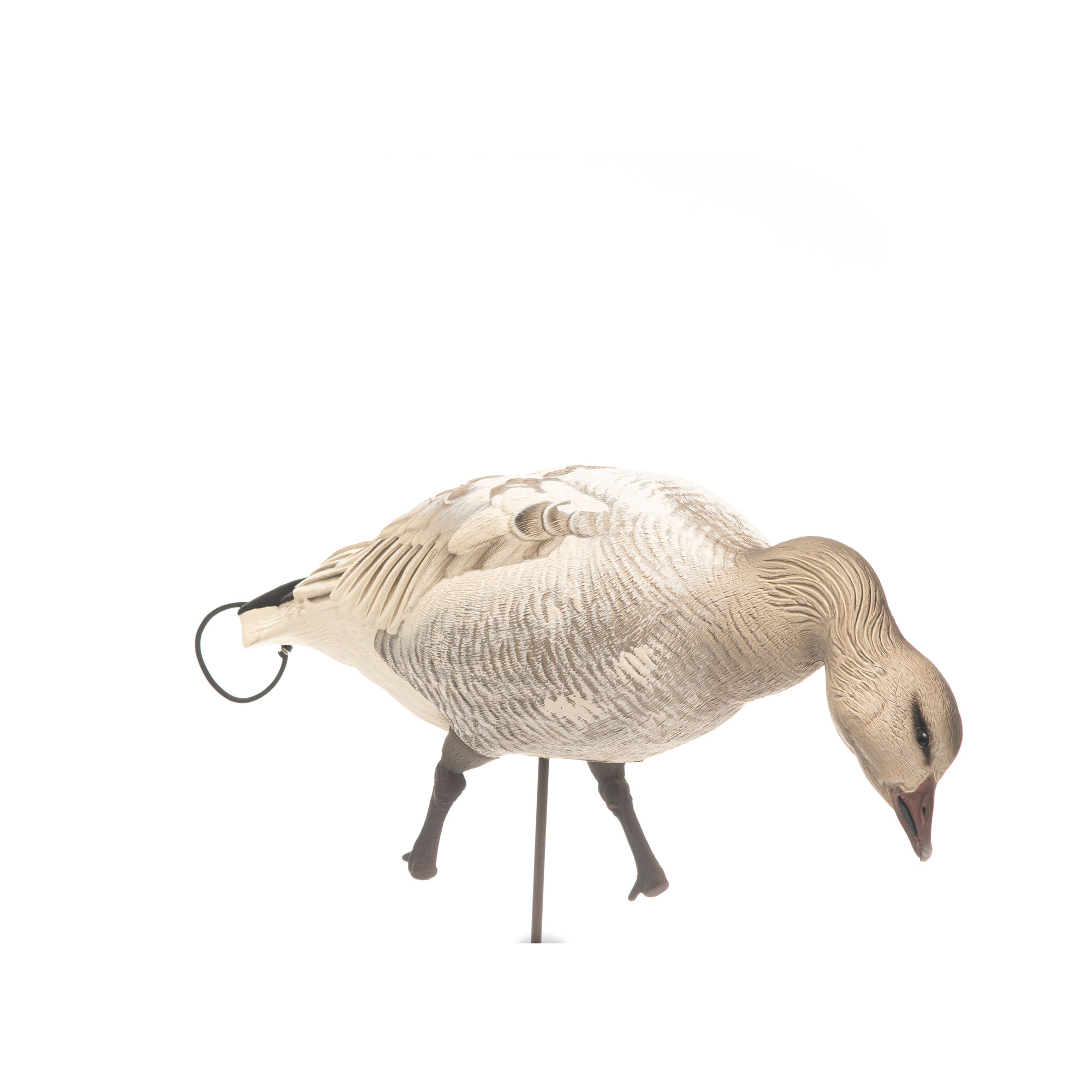 Snow Goose Juvie | Combo 6-Pack - Image 4