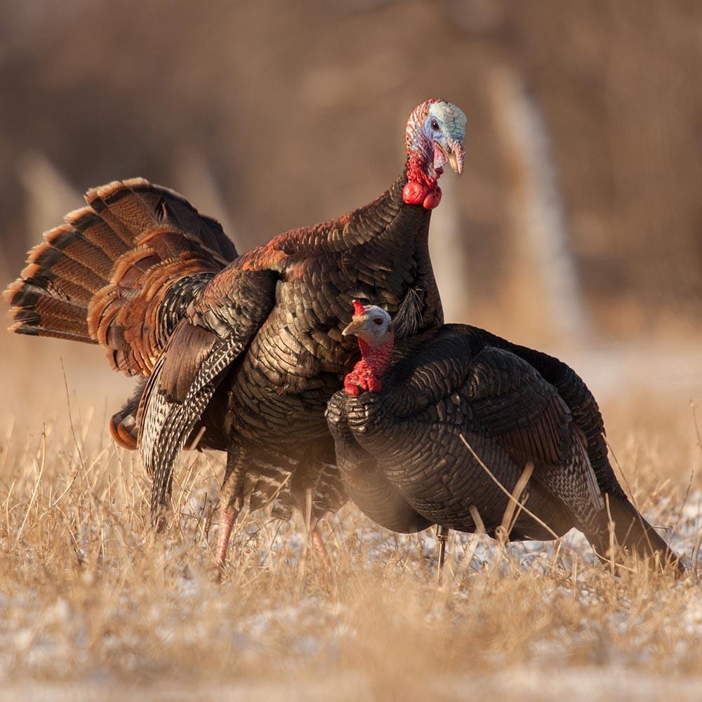 3/4 Strut Jake Decoy - Image 5