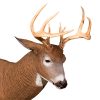 Whitetail