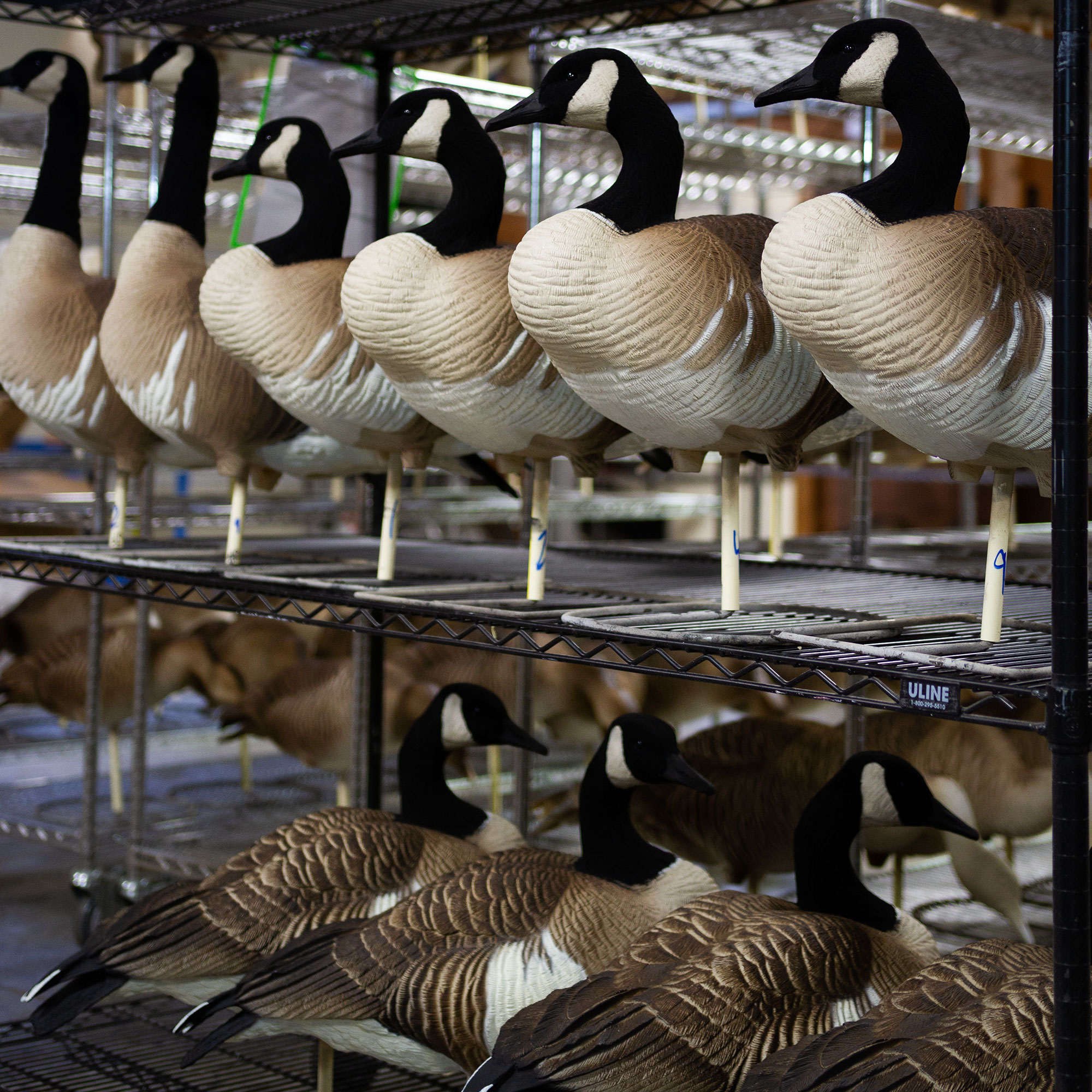 Honkers | Quills 2-Pack - Image 4