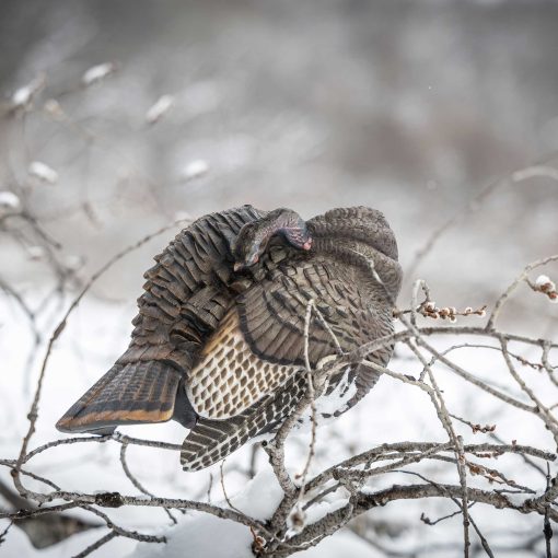 Preening Hen - Image 3