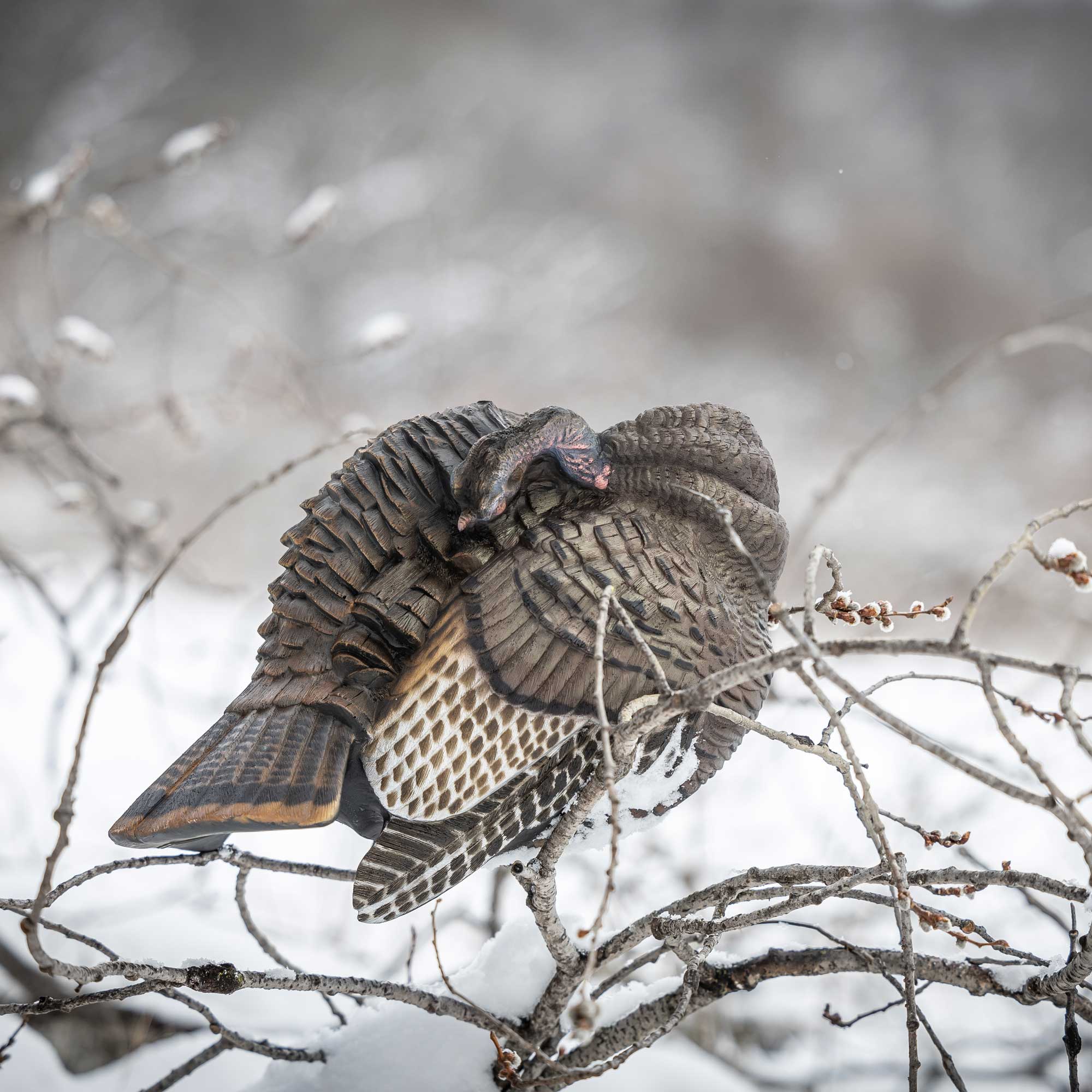 Preening Hen - Image 3