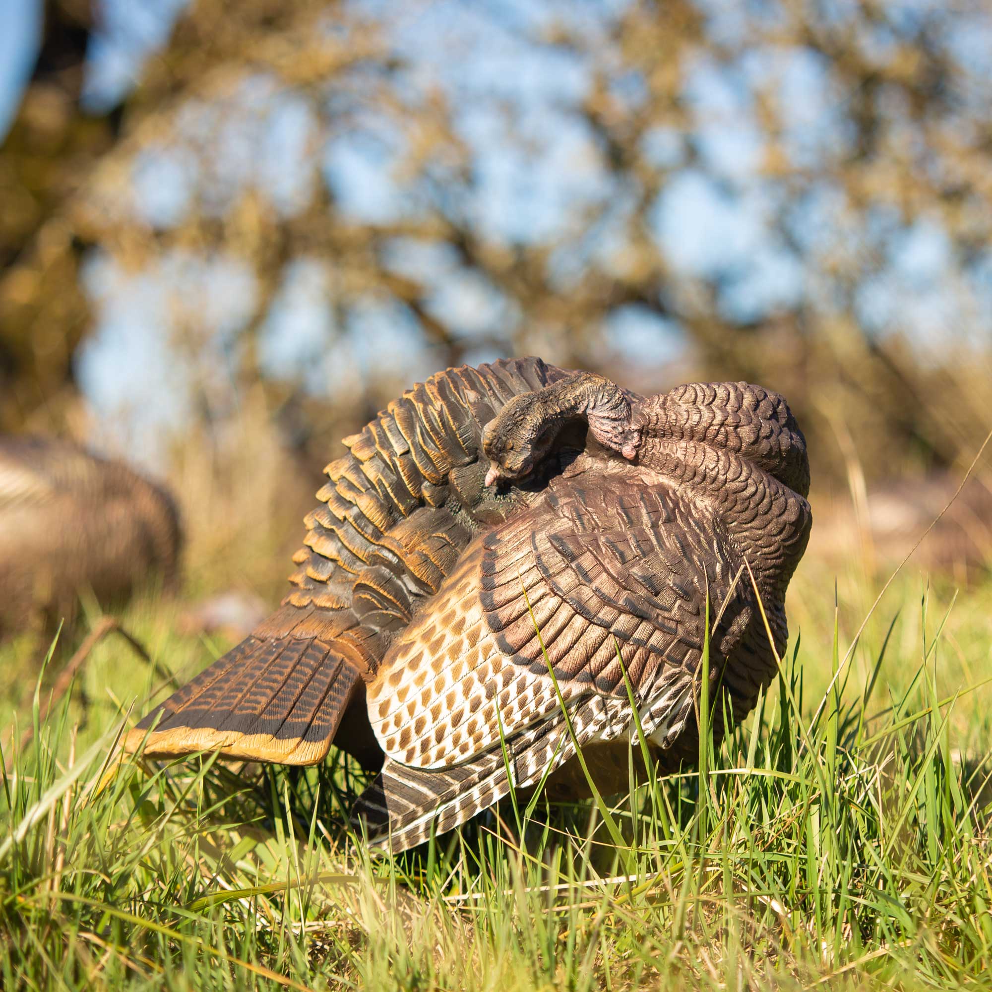 Preening Hen - Image 2