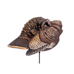 Preening Hen