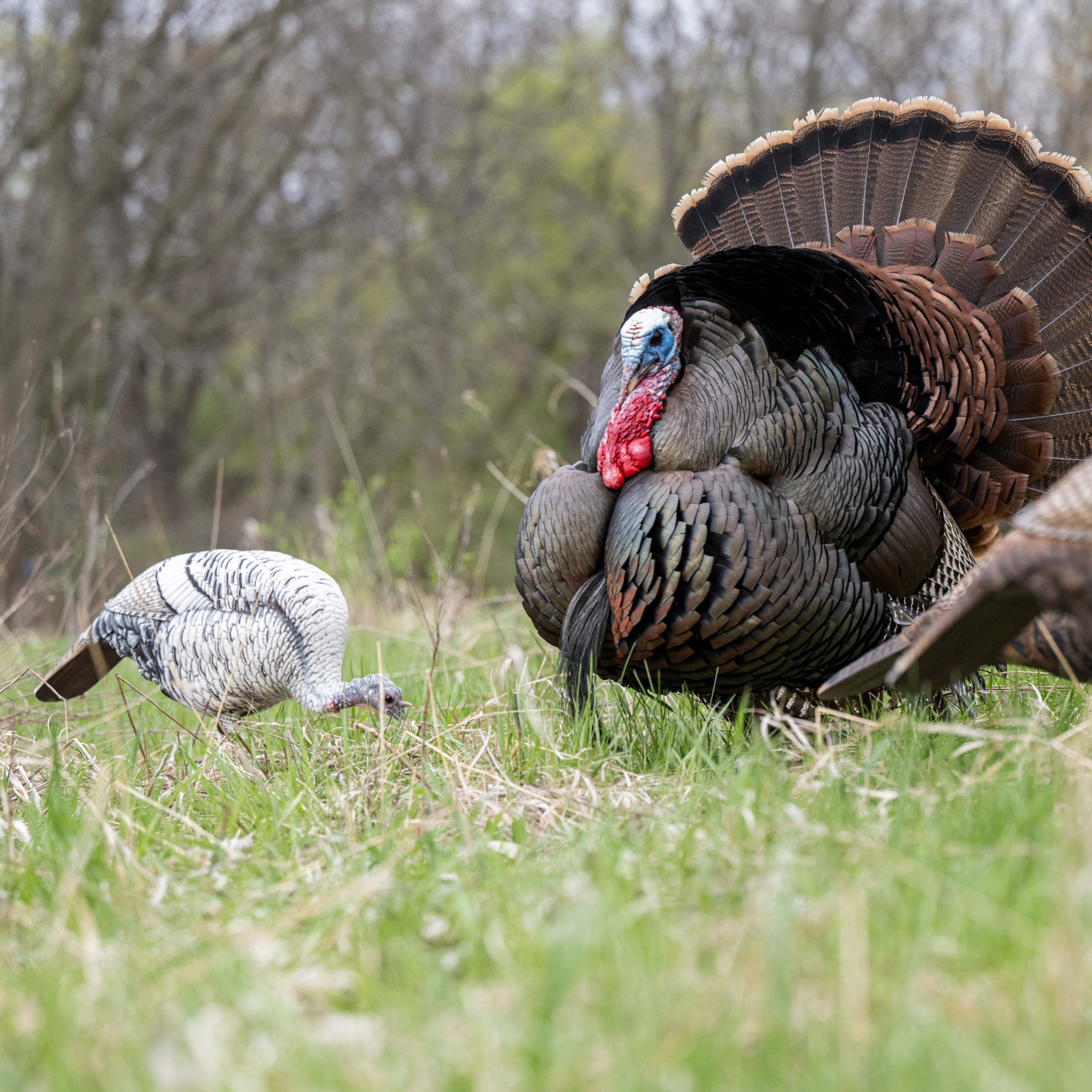 Limited Smoke Phase | Feeding Hen - Image 3