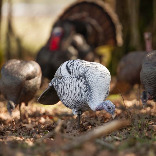 Limited Smoke Phase | Feeding Hen - Image 4