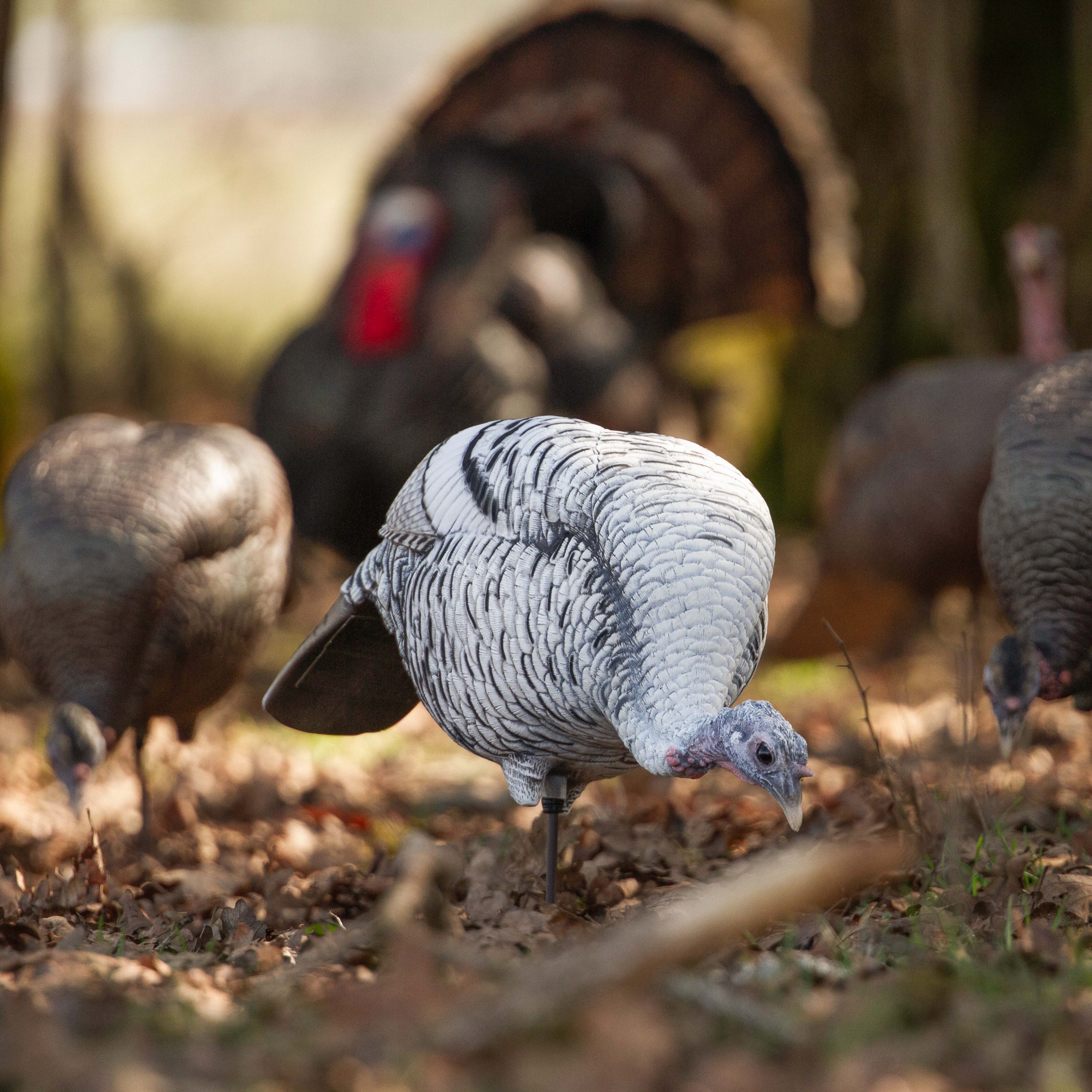 Limited Smoke Phase | Feeding Hen - Image 4