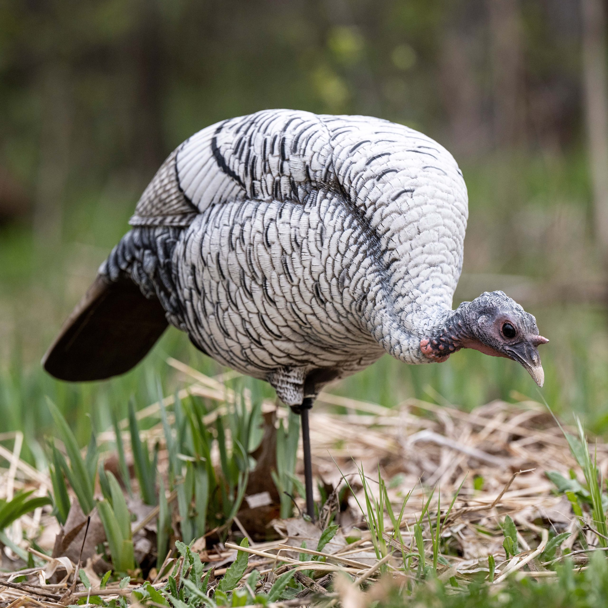 Limited Smoke Phase | Feeding Hen - Image 6